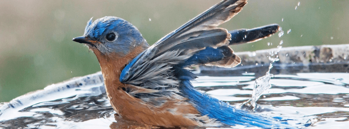Eastern Bluebird bathing photo by Kevin M. McCarthy/Shutterstock