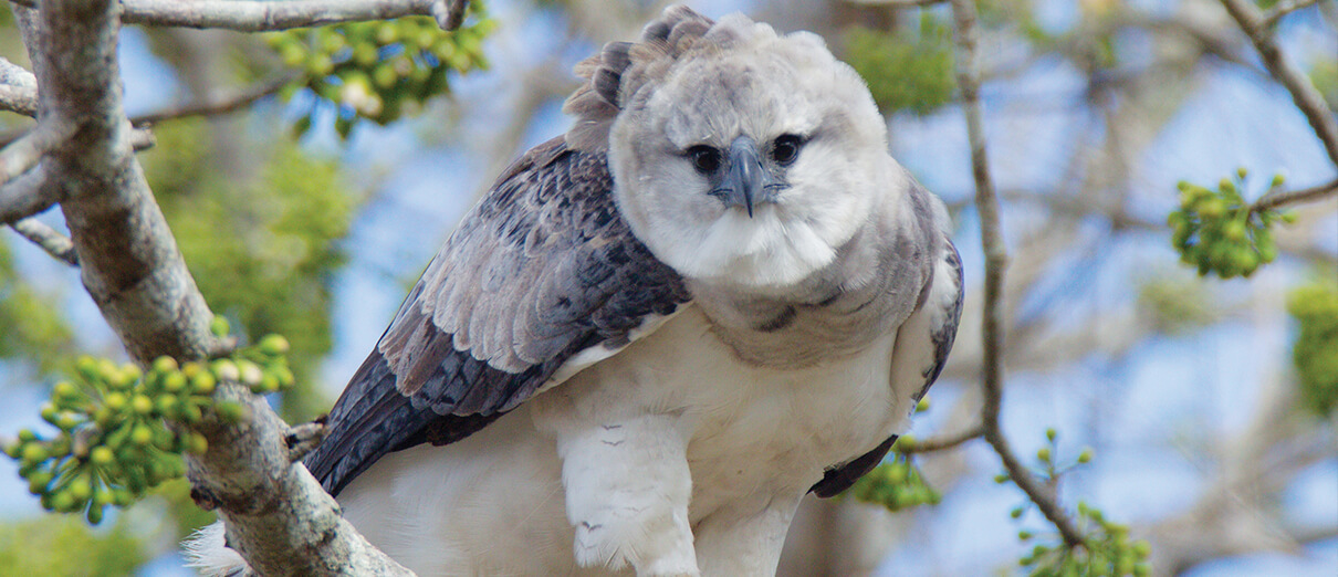 Harpy Eagle