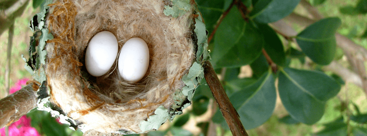 Hummingbird Nest in Trees by Wellington Nadalini/Shutterstock