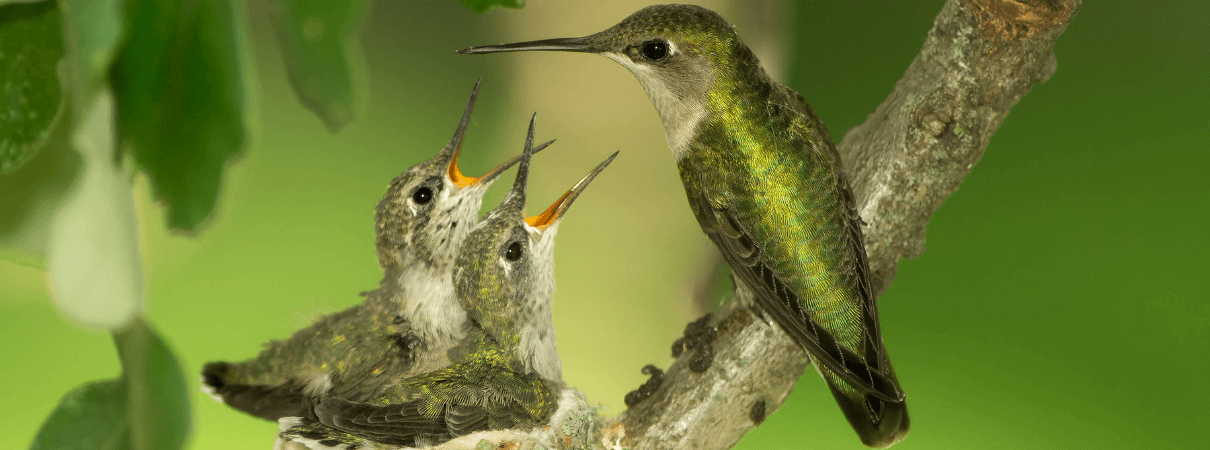 Hummingbird Nests 101: Answers to All Your Questions - ABC