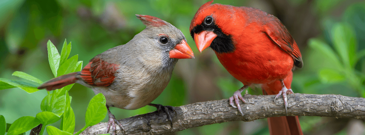 Female and Male Northern Cardinals. Photo by Bonnie Taylor Barry/Shutterstock
