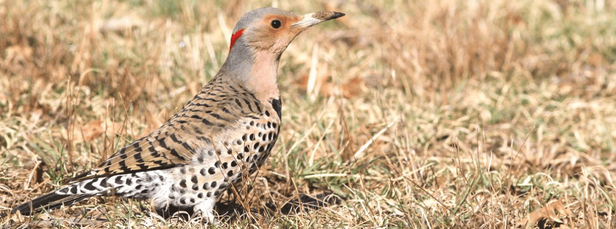 Northern Flicker photo by Mike Parr