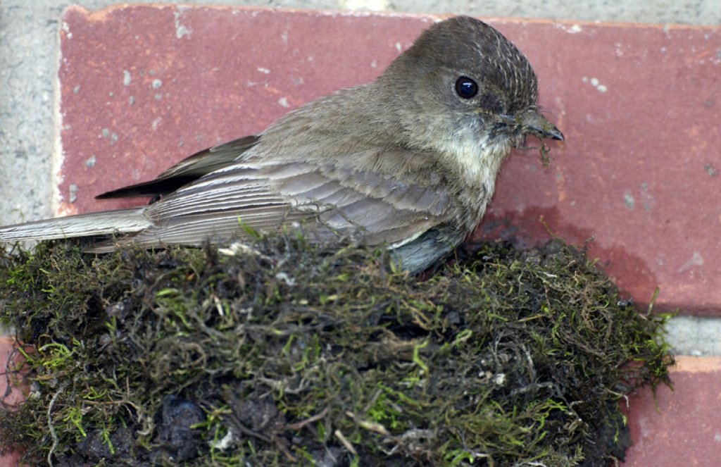 Eastern Phoebe building nest_Sterling Forest State Park, NY_Mich...
