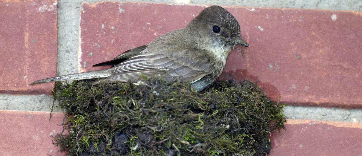 Eastern Phoebe building nest_Sterling Forest State Park, NY_Michael Stubblefield