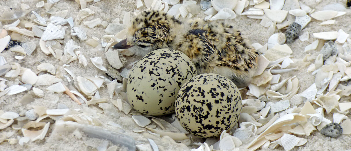 Snowy Plover nest, eggs, and chick