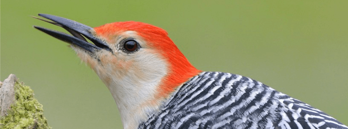 Red-bellied Woodpecker photo by Tim Zurowski/Shutterstock