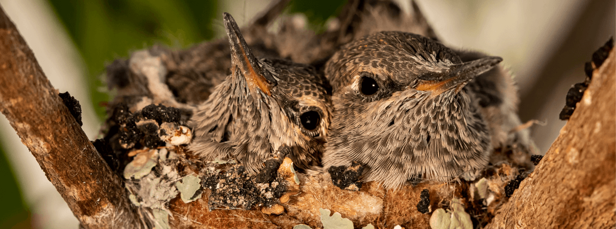 Two baby hummingbirds in a nest by F Armstrong Photography/Shutterstock