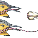 Woodpecker Tongue Diagram by Denise Takahashi