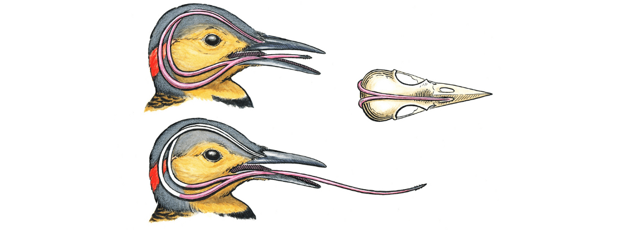 Woodpecker Tongue Diagram by Denise Takahashi