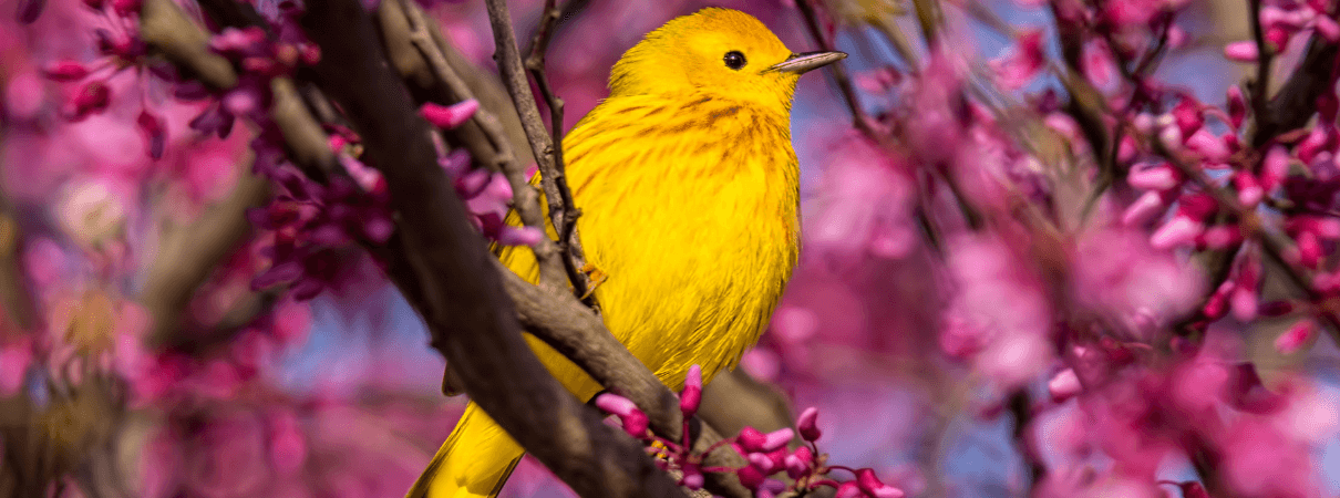 Yellow Warbler photo by John L. Absher/Shutterstock