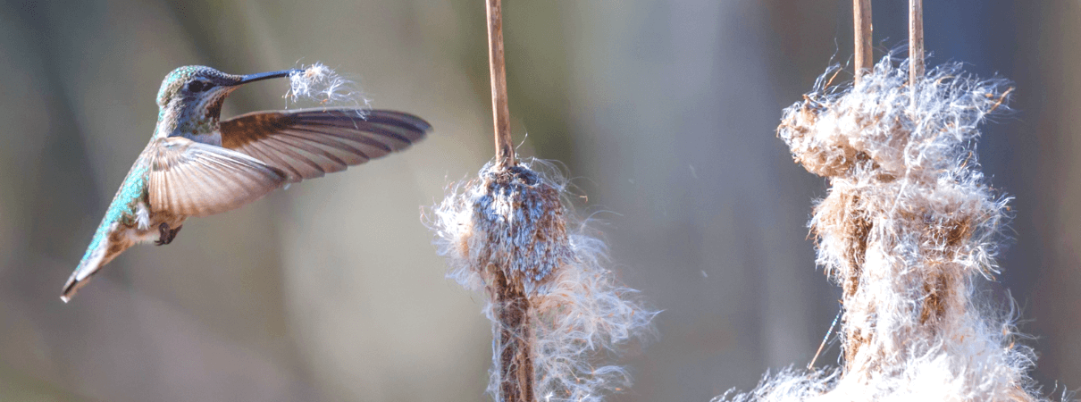anna's hummingbird gathering nest material by Feng Yu/Shutterstock