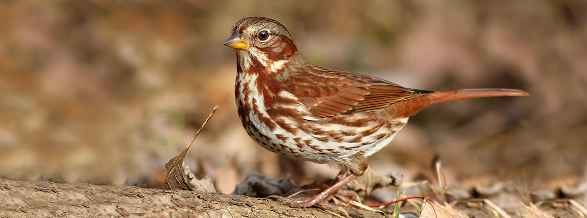 A Fox Sparrow. Photo by Micea Costina/Shutterstock.