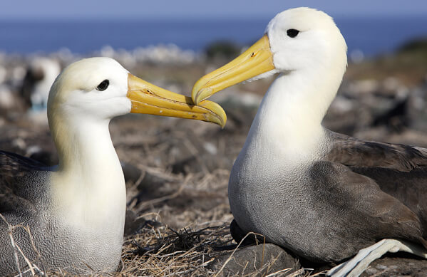 Homepage Thumbnail Waved Albatross