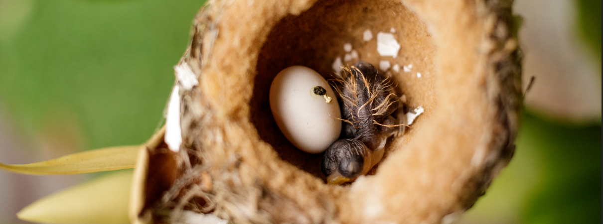 Hummingbird chick. Photo by Alison Thai/Shutterstock