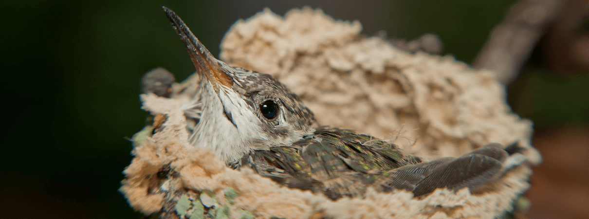 Hummingbird chick in nest. Photo by Jadimages/Shutterstock