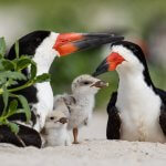 Black Skimmer pair with chicks. Photo by Harry Collins Photography, Shutterstock.