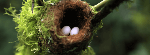 Hummingbird Nest with Eggs. Photo by Daniel Lamborn/Shutterstock