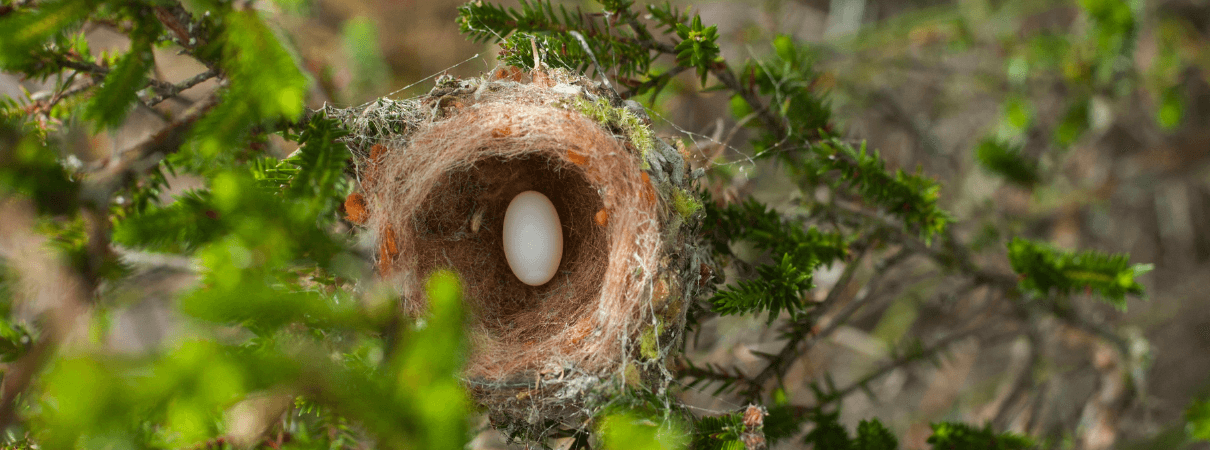 Nest. Photo by Leonardo Dantas Teixeira/Shutterstock