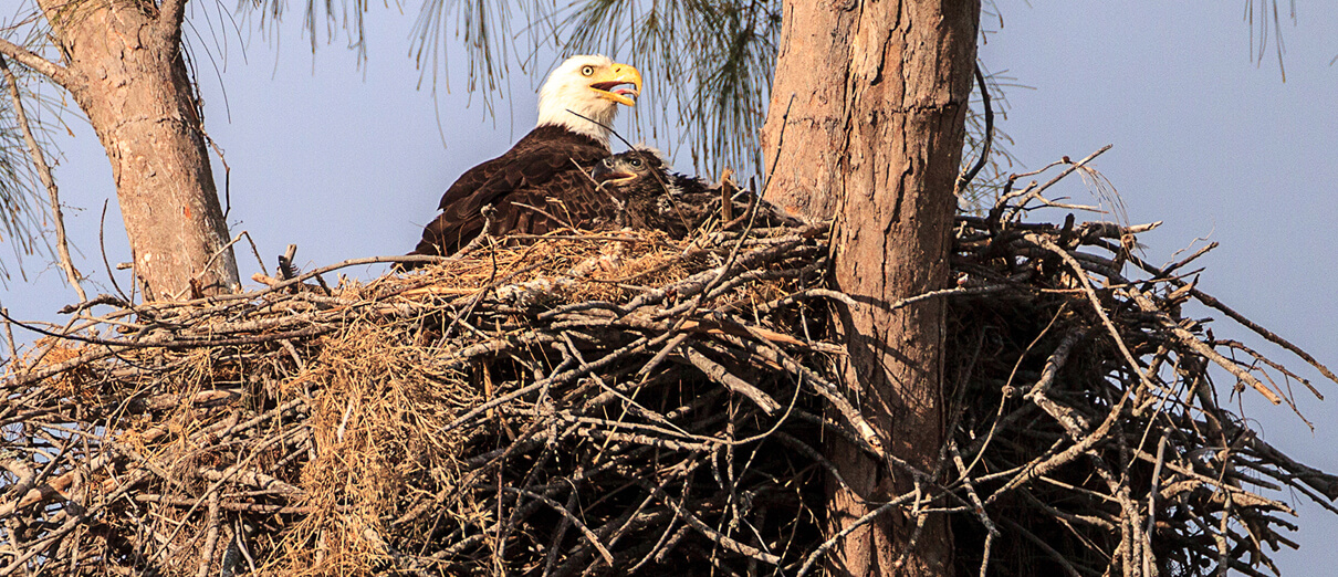 Bald Eagle and chick in nest. Photo by Sunflower Momma, Shutterstock.