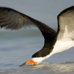 Black Skimmer skimming for food by Norman Bateman, Shutterstock