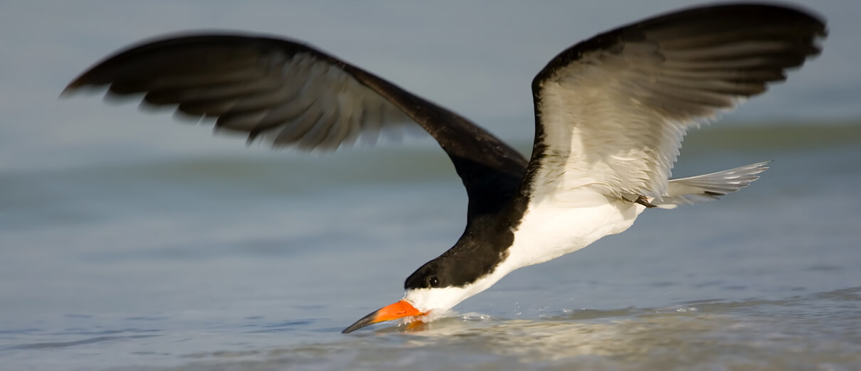 Black Skimmer skimming for food by Norman Bateman, Shutterstock