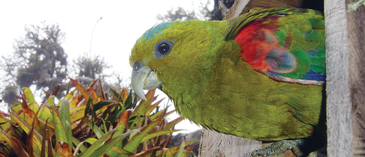 Fuertes's Parrot in nest box. Photo by Fundación ProAves 