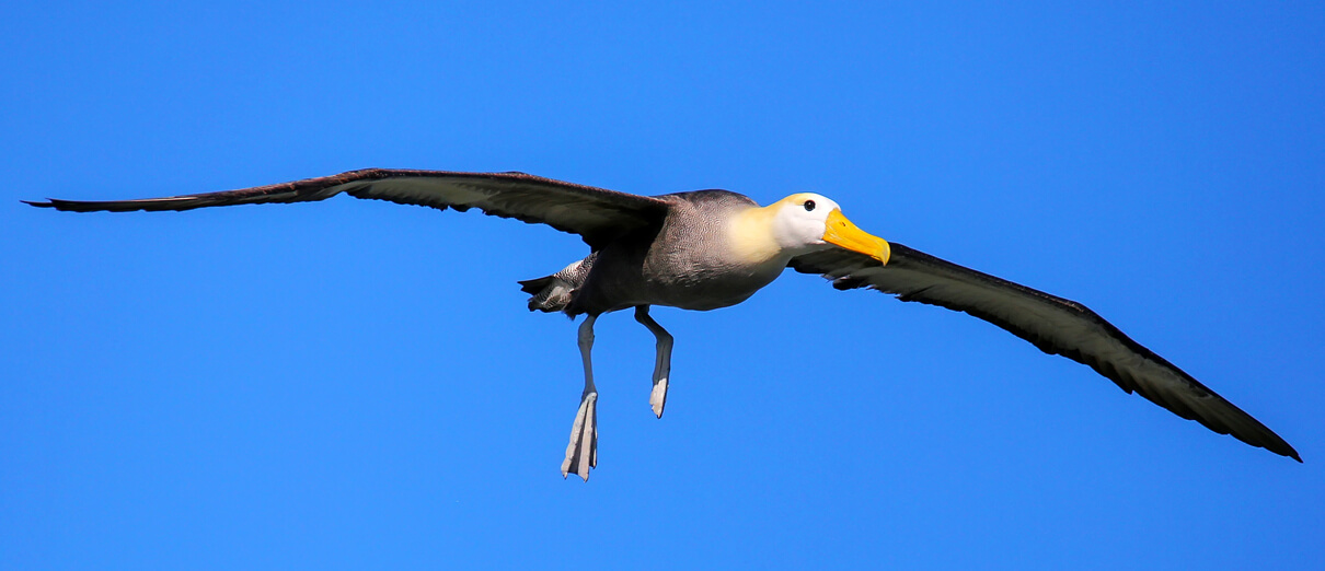 Waved Albatross coming in for a landing. Photo by Don Mammoser