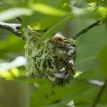 Red-eyed Vireo hatchling in nest. Photo by Larry Master, masterimages.org