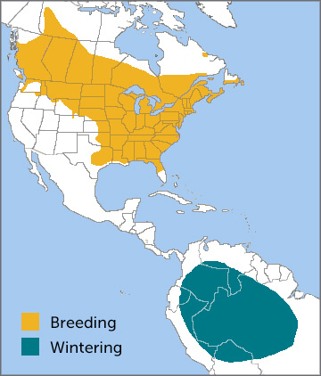 Red-eyed Vireo range map by Cornell
