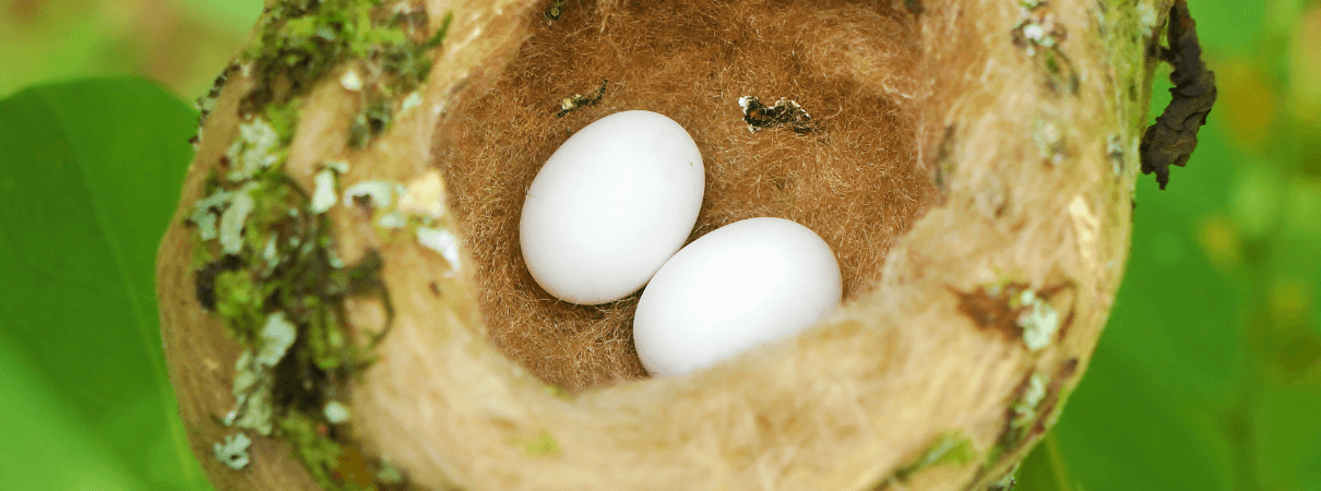White Hummingbird eggs in nest. Photo by Damsea/Shutterstock