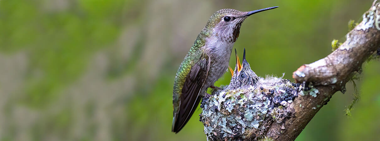 Anna's Hummingbird chicks. Photo by Sen Yang/Shutterstock