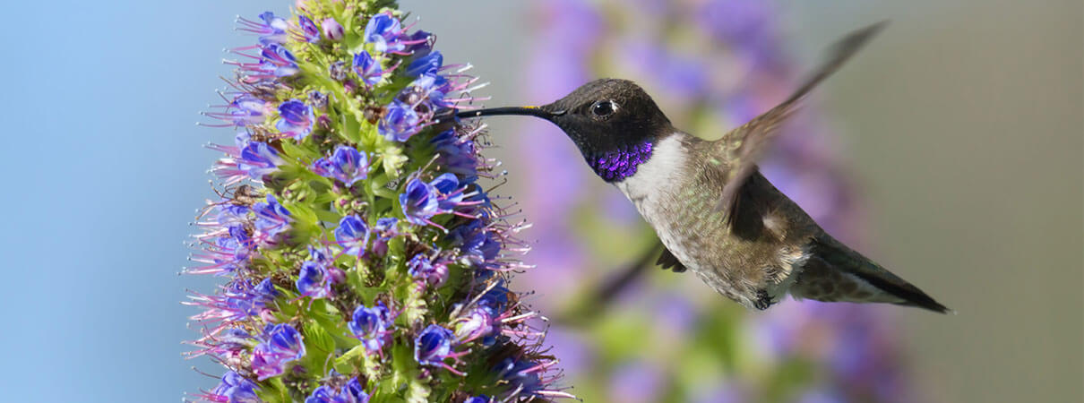 Black-chinned Hummingbird. Photo by Sumikphoto/Shutterstock