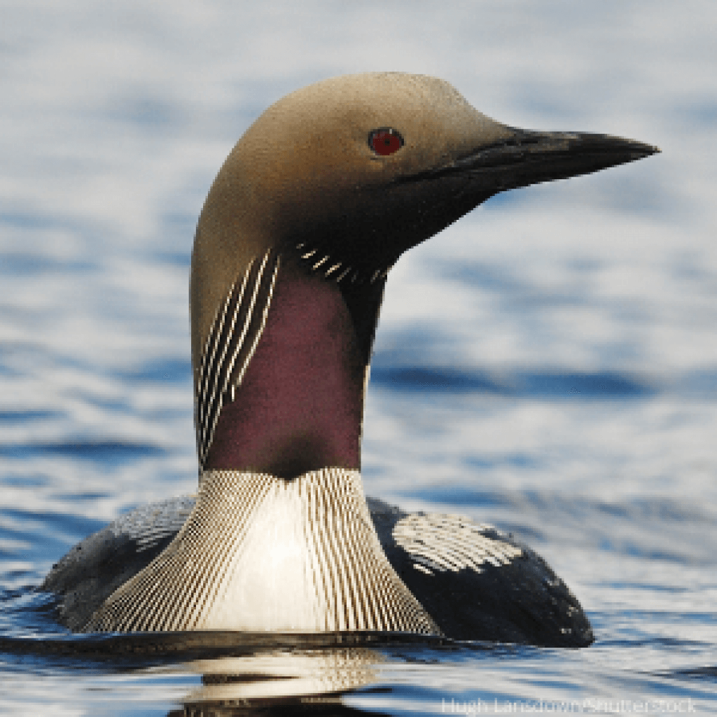 Types of Loons All Loon Species in the United States ABC