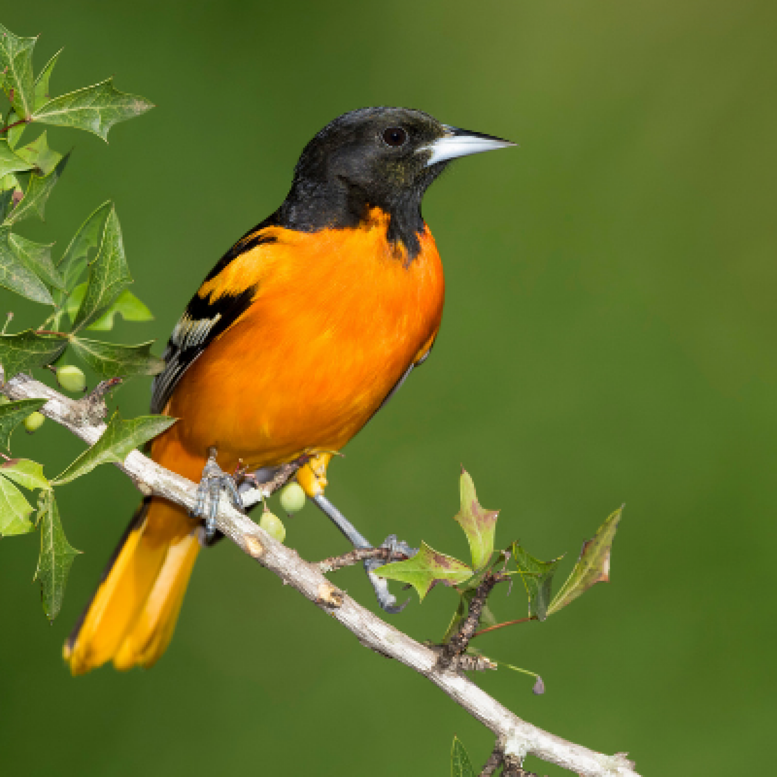 News | American Bird Conservancy