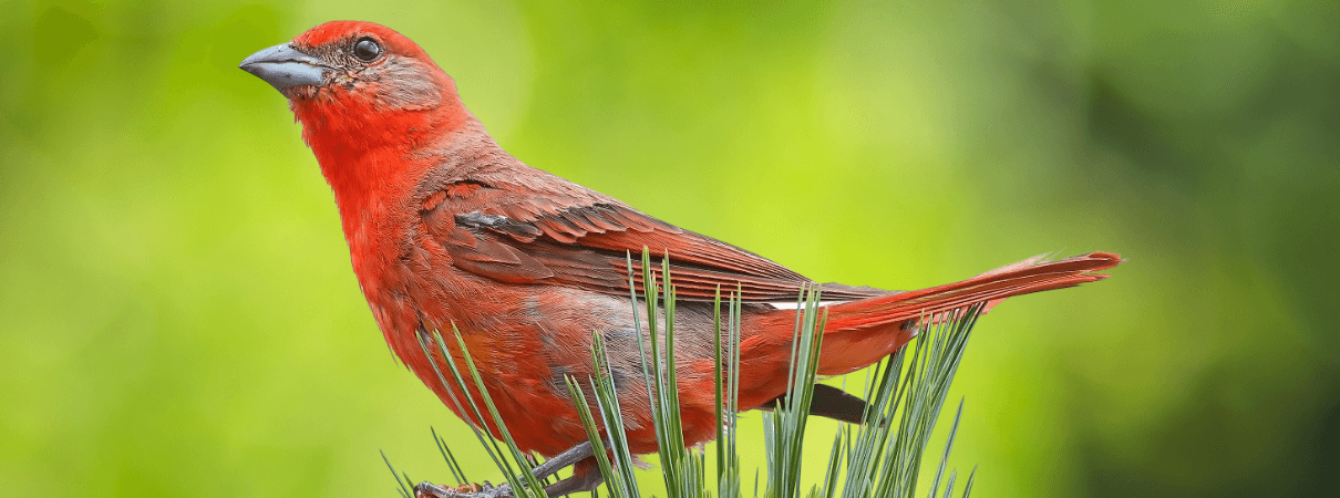 Hepatic Tanager photo by Greg Homel. Hepatic Tanagers are a classic red bird.