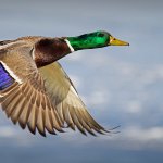 The Mallard's speculum (colorful area of secondary wing feathers) is especially noticeable when the duck flies. Photo by Jeffry Weymier, Shutterstock.