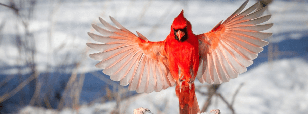 Northern Cardinal by Phil Lowe/Shutterstock. Northern Cardinals are one of several species of red birds in North America