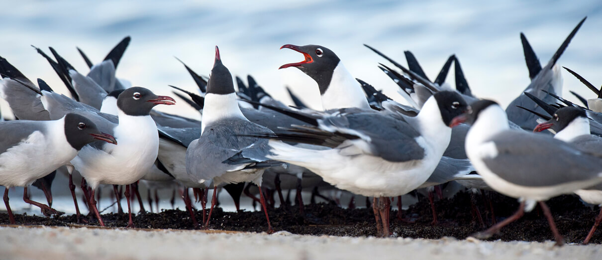 Laughing Gull flock by Ray Hennessy, Shutterstock