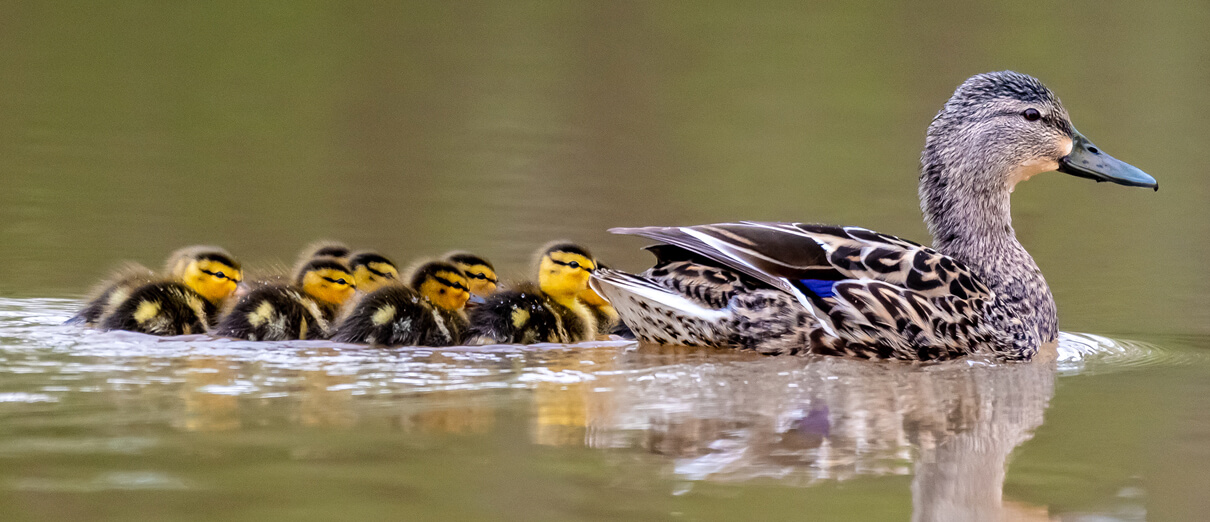 Mallard hen and ducklings. Photo by Brent Grieves, Shutterstock