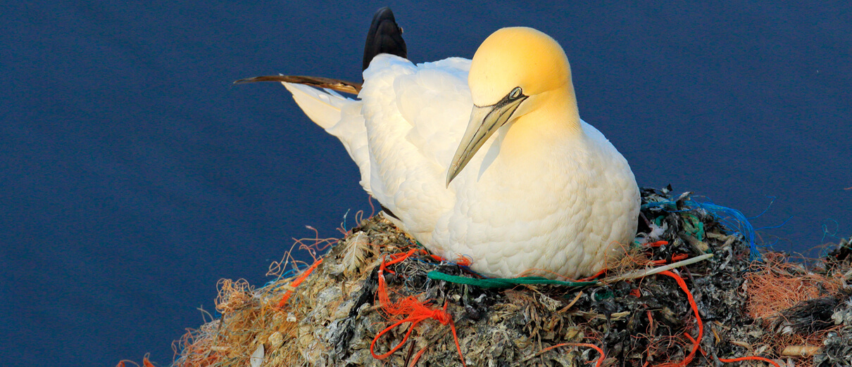 Northern Gannet on nest with plastic. Photo by Ondrej Prosicky, Shutterstock
