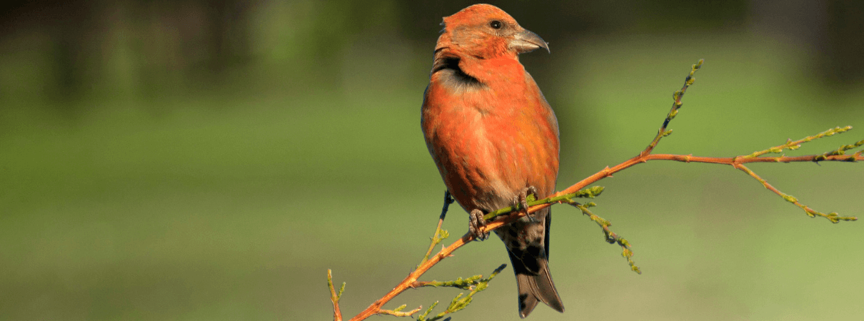 Red Crossbill photo by Tom Grey