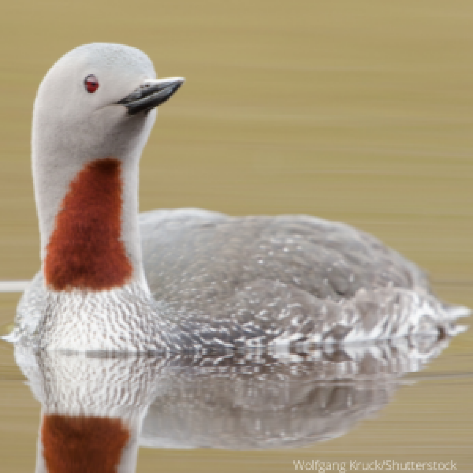Types of Loons All Loon Species in the United States ABC