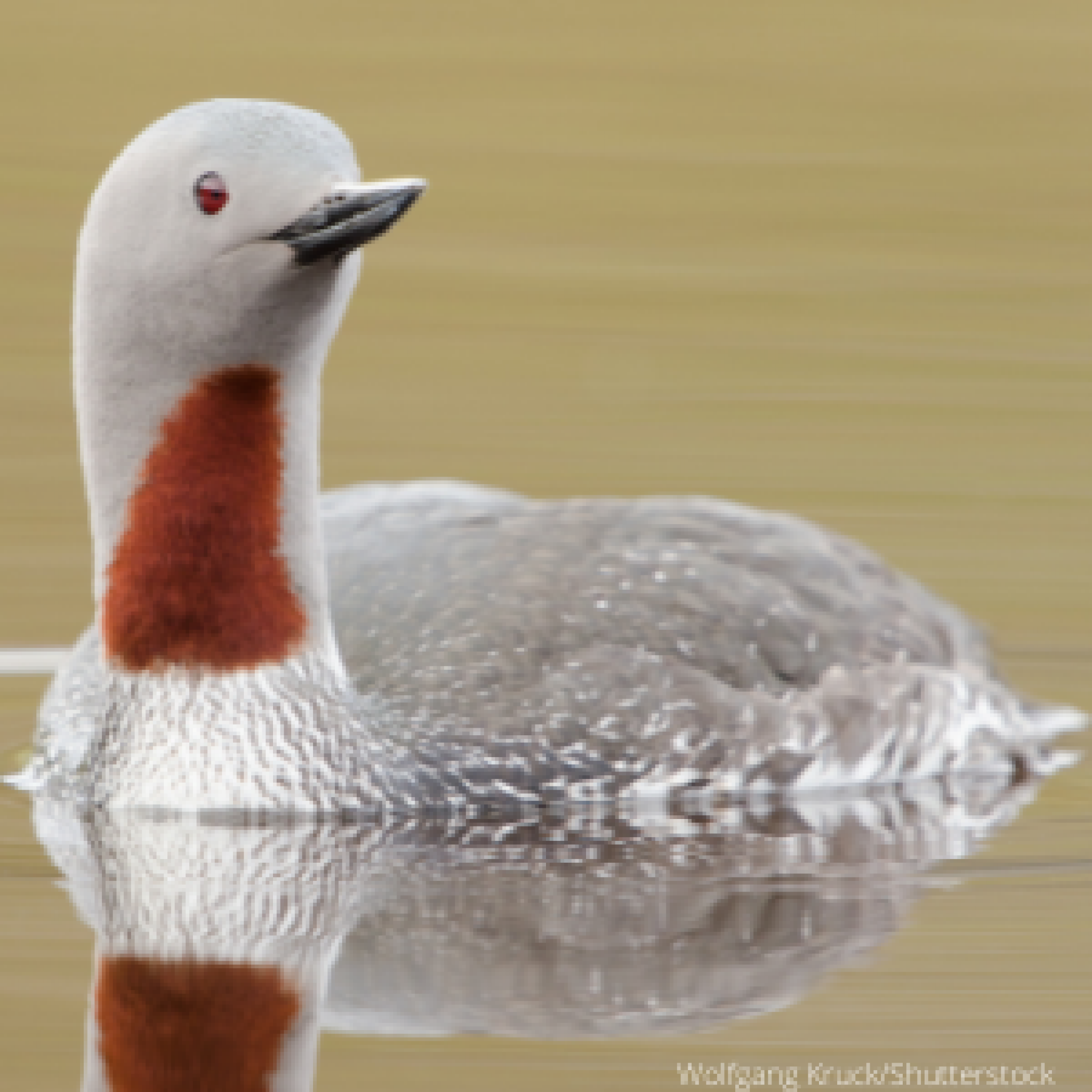 Types Of Loons: All Loon Species In The United States - Abc