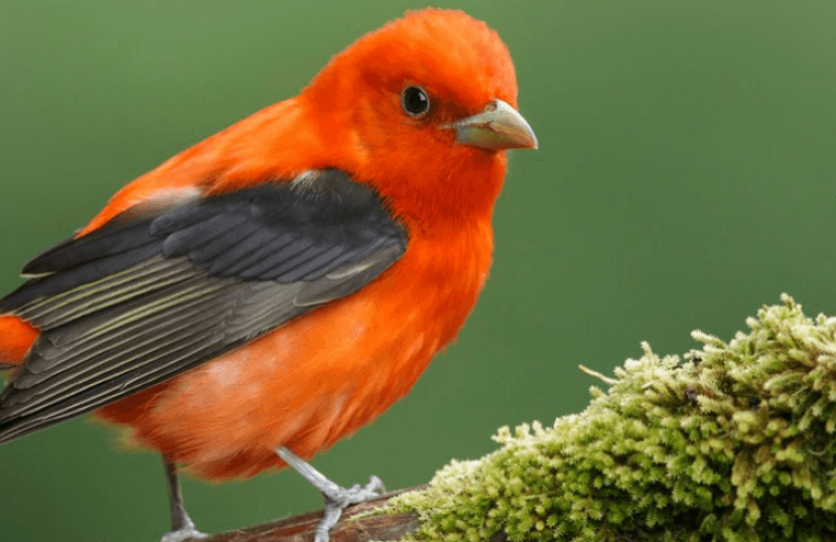 Scarlet Tanager photo by Agami Photo Agency/Shutterstock