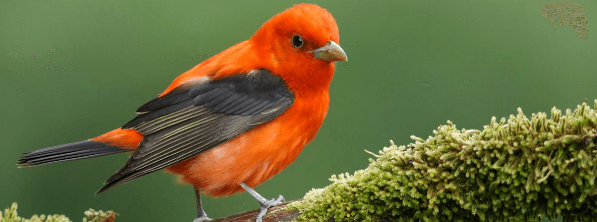 Scarlet Tanager photo by Agami Photo Agency/Shutterstock