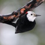 White-headed Woodpecker by Michael J. Parr