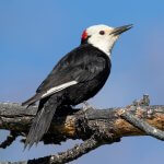 White-headed Woodpecker by Ian Davies, Macaulay Library at the Cornell Lab of Ornithology