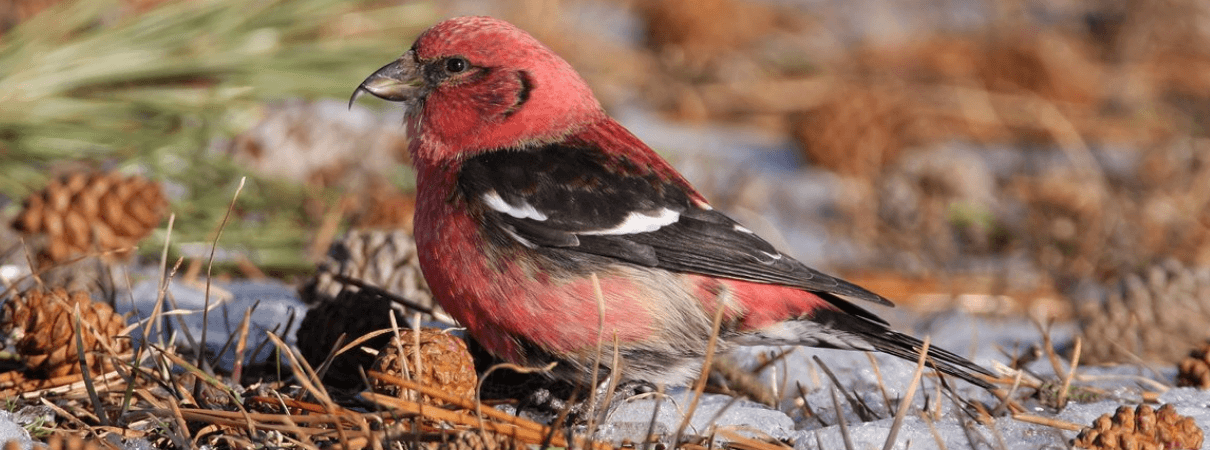 White-winged Crossbill photo by Betty Rizzotti