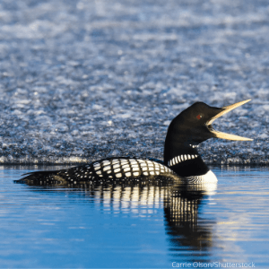 The Yellow-billed Loon is one of five types of loons found in the United States