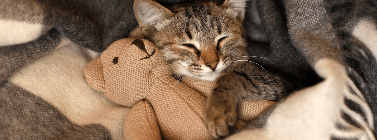 Cat safe and asleep indoors. Photo by Larisa Lomaeva, Shutterstock